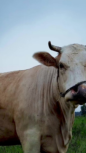 田野吃草的牛儿86秒视频