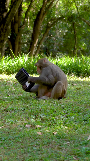 野生猴子吃人类投喂的食物动物园46秒视频