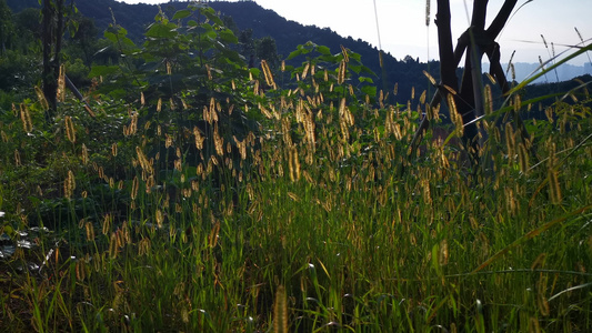 实拍植物狗尾巴草视频