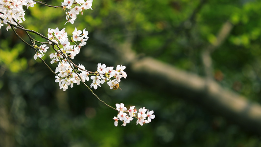 4K高清拍摄蜜蜂在樱花上采蜜视频