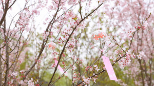 挂在樱花树上的风铃35秒视频