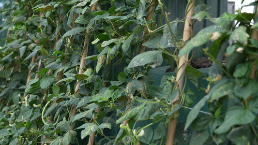 豆角种植实拍视频