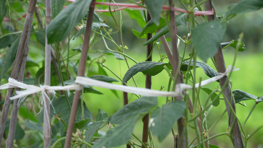 豆角种植实拍视频