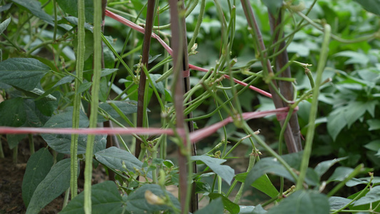 豆角种植实拍视频