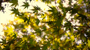 4K实拍秋天景色枫叶飘动阳光穿过树叶树影26秒视频