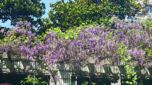 紫藤萝植物视频