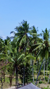 热带地区椰子林东南亚视频