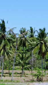热带地区椰子林椰子树视频