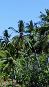 热带地区椰子林天际线视频