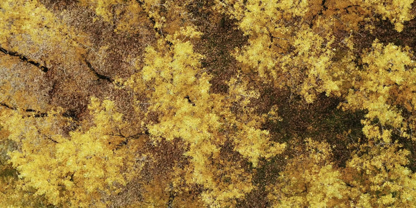 秋季森林红叶黄叶唯美合集视频