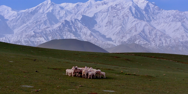 新疆那拉提草原雪山网红景点高山草甸牛羊视频