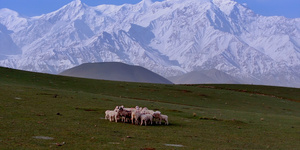 新疆那拉提草原雪山网红景点高山草甸牛羊10秒视频