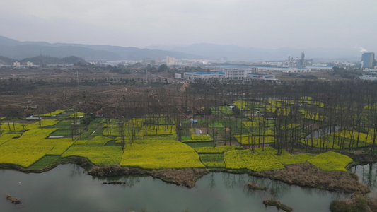 航拍乡村农业种植油菜花海油菜花田视频