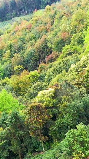 航拍福鼎山上白茶茶园合集白茶树48秒视频