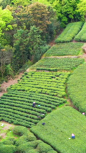 航拍福鼎山上白茶茶园合集白茶树视频