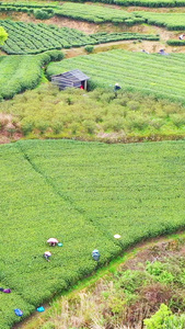 航拍福鼎山上白茶茶园合集白茶树视频