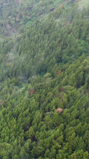 航拍绿色植物生态环境云雾缭绕人间仙境大自然92秒视频