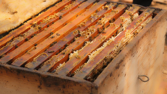 蜂蜜养殖采集蜂蜜的过程视频