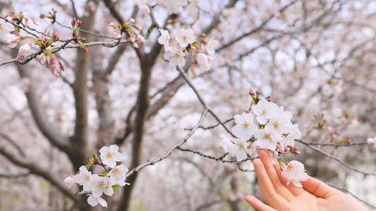 抚摸白樱花[粉樱]视频