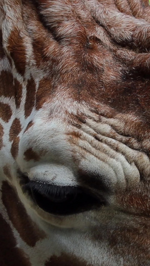 可爱动物长颈鹿哺乳动物2秒视频