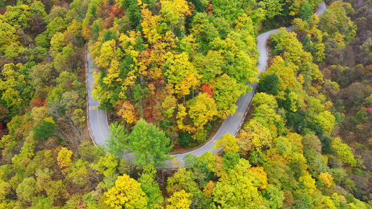 山区秋景公路金色树木视频