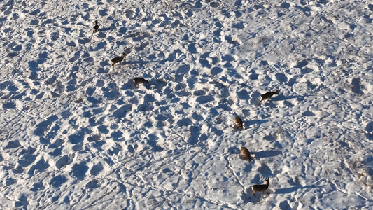 山野雪地野鹿视频