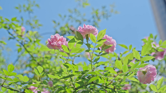 4k春日春暖花开蔷薇花的空镜头视频