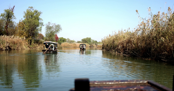 中国杭州西溪湿地摇橹船河中前行视频