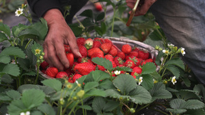 慢镜头升格乡村农业有机农庄采摘草莓的农民4k素材41秒视频