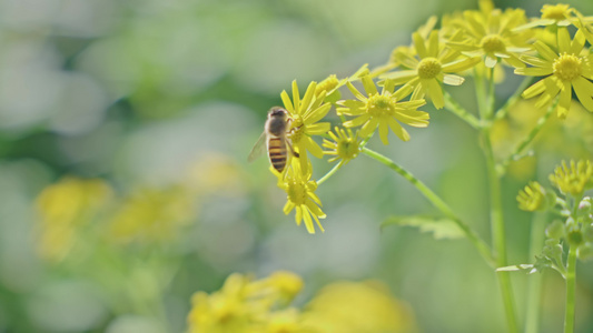 4k春日花朵蜜蜂采蜜春暖花开视频