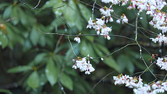 4K多角度慢动作升格拍摄春雨雨滴下的樱花花朵素材合集视频