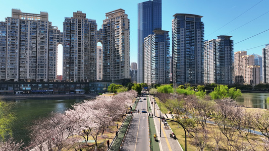 航拍武汉城市春天开满樱花的交通道路街景4k素材视频