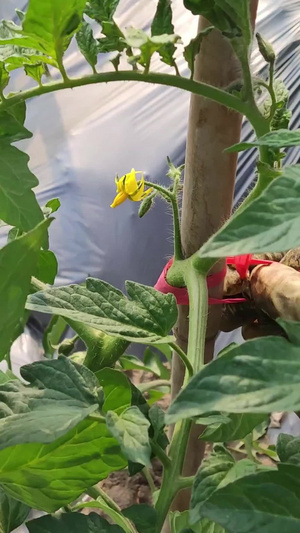 农作物番茄种植基地种植产业化74秒视频