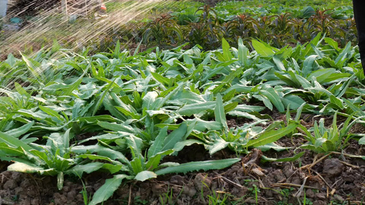 给菜地的有机蔬菜浇水视频