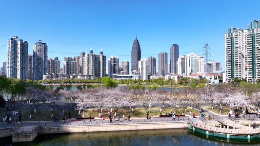 航拍春天武汉城市街头开满樱花的道路4k素材视频