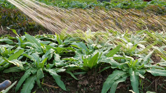 给菜地的有机蔬菜浇水视频