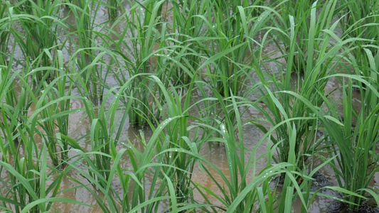 下雨中的绿油油的稻田视频