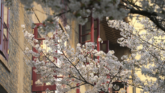 春天樱花季武汉大学校园盛开的樱花街景4k素材视频