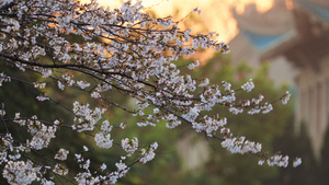 武汉春天樱花季武汉大学樱花大道盛开的樱花4k素材48秒视频