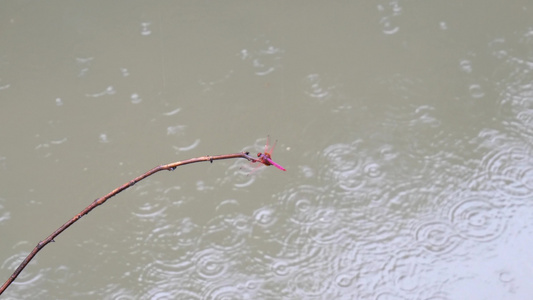 唯美雨中蜻蜓视频