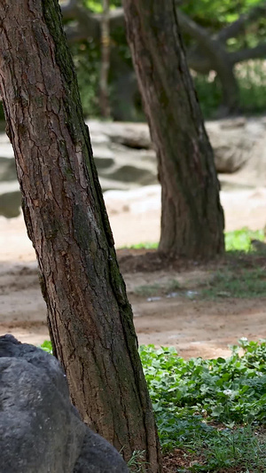 拍摄丹顶鹤合集保护动物67秒视频