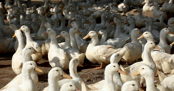 4K养殖工厂里成群的白鸭子视频