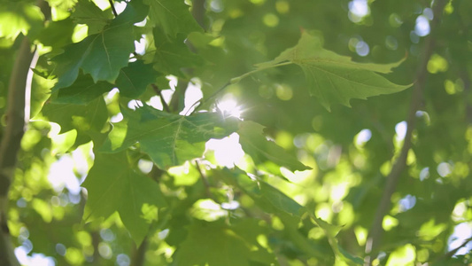 夏日里阳光透过树叶缝隙[透过来]视频