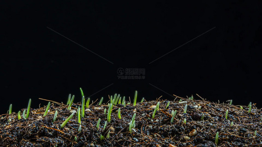 种子发芽植物生长延时视频