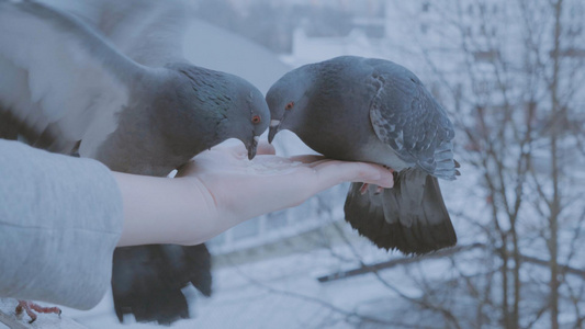 寒冬雨雪天气喂养鸽子视频