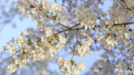 春季里盛开的樱花视频