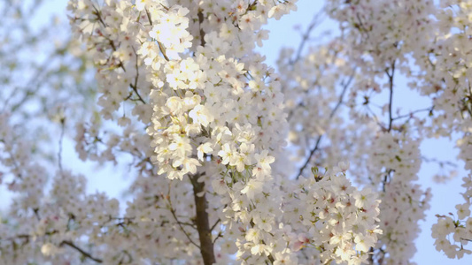 春季里盛开的樱花[之季]视频