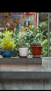 老式洋房阳台上在雨中的绿色盆栽与围栏上的雨滴惬意生活视频