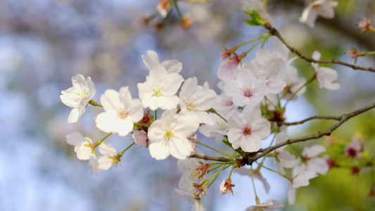 春季里盛开的樱花[之季]视频