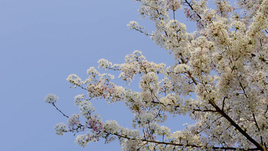春季里盛开的樱花[之季]视频